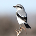 Northern Shrike - Photo (c) Steven Mlodinow, some rights reserved (CC BY-NC), uploaded by Steven Mlodinow
