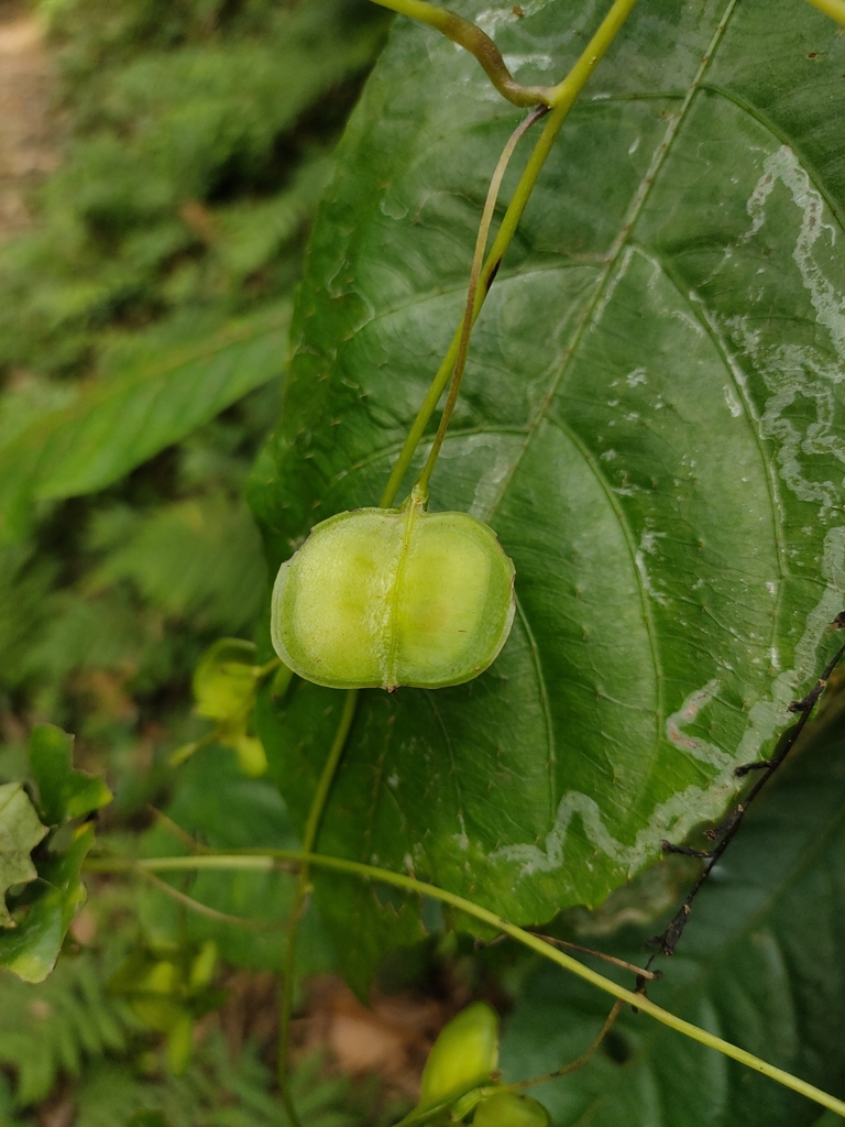 Cinnamon vines from 313台灣新竹縣尖石鄉M5VJ+PF on July 13, 2023 at 1147 AM by