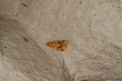 Epitymbia eudrosa
