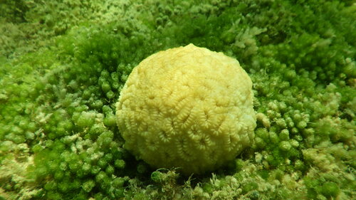 Foto de Coral estrella elíptico (Dichocoenia stokesii)