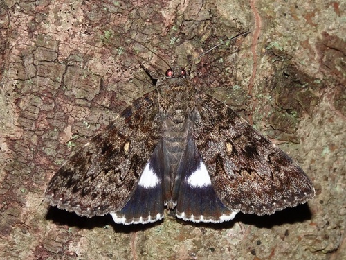 Ephesia actaea
