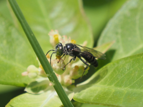 Tachytes chrysopyga