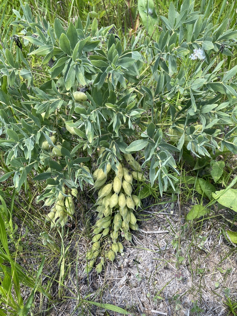 longbract wild indigo in June 2023 by Christopher David Benda · iNaturalist