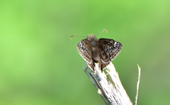 Erynnis juvenalis