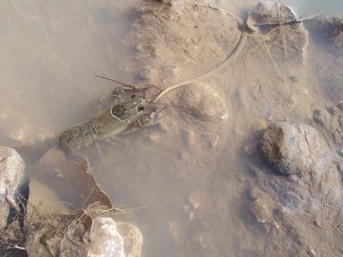 Faxonius virilis