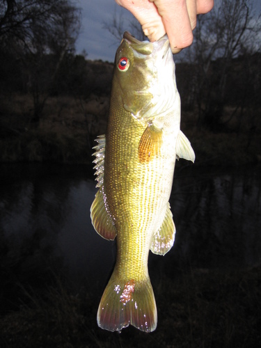 Micropterus coosae