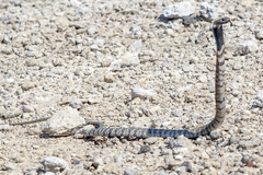 Western Barred Spitting Cobra photo 2
