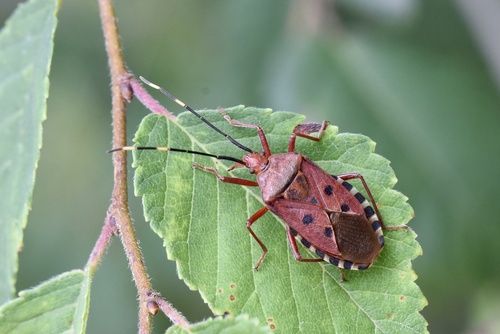 Urochela quadrinotata