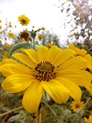 Tithonia tubaeformis