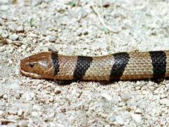 Ringed Water Cobra photo 3