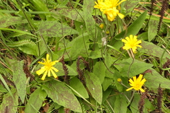 Hieracium pollichiae
