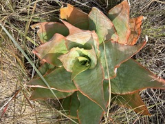 Aloe imalotensis image