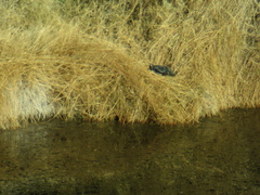 Kinosternon sonoriense