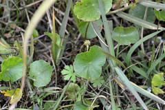 Hydrocotyle tribotrys