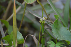 Hydrocotyle tribotrys