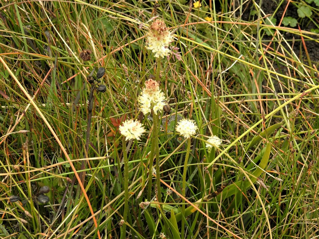 western false asphodel from Bull Point Trail, Point Reyes Station, CA