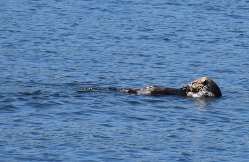 Northern Sea Otter photographed in Washington