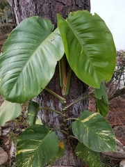 Epipremnum