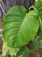 Epipremnum