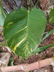 Epipremnum
