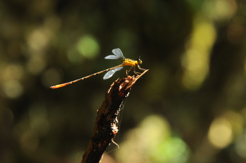 Heteragrionidae