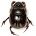 Escarabajo Cavador - Photo (c) Mike Quinn, Austin, TX, algunos derechos reservados (CC BY-NC), subido por Mike Quinn, Austin, TX