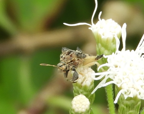 Phymata granulosa