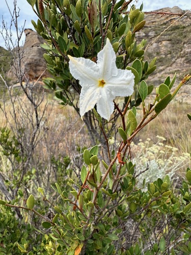 Mascarenhasia lisianthiflora