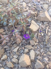 Schistophragma intermedium