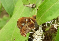 Anteros carausius carausius