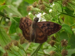 Anastrus sempiternus sempiternus