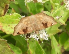 Arteurotia tractipennis tractipennis