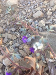 Schistophragma intermedium