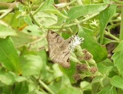 Arteurotia tractipennis tractipennis