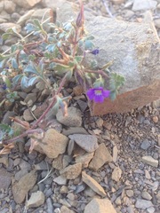 Schistophragma intermedium