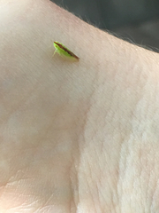 Neocoelidia pulchella