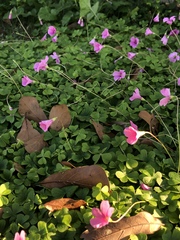 Oxalis hispidula