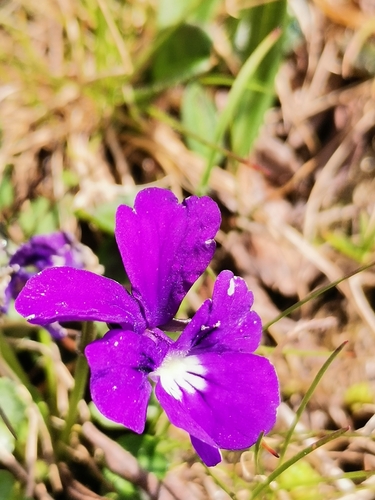 Image of Viola alpina by (c) Daniel Ellehammer Larsen, some rights reserved (CC BY)