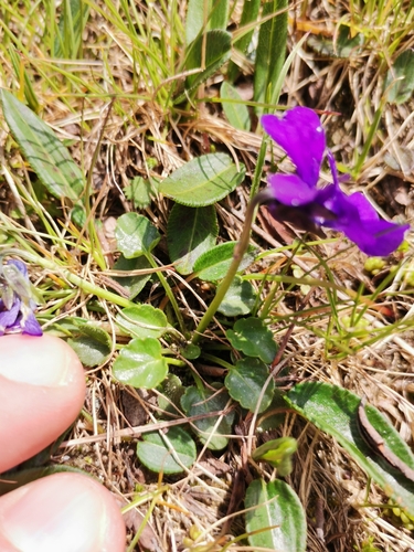 Image of Viola alpina by (c) Daniel Ellehammer Larsen, some rights reserved (CC BY)