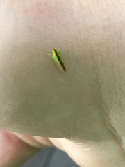 Neocoelidia pulchella