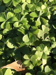 Oxalis hispidula