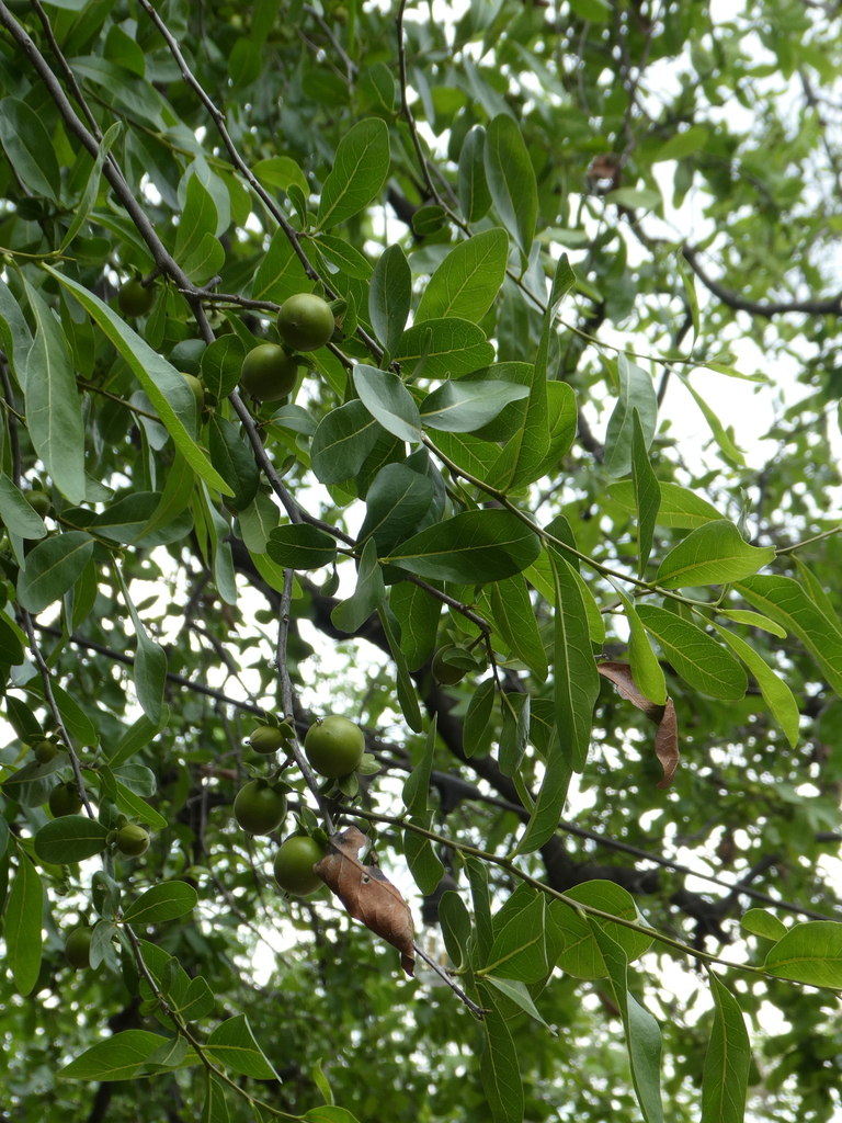 Sonoran persimmon