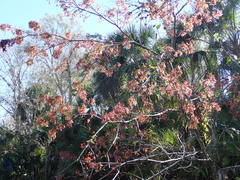 Acer rubrum image
