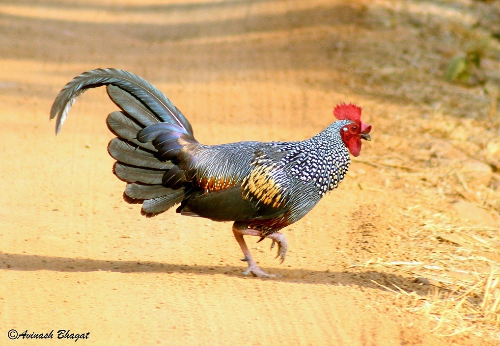 Gray Junglefowl photo