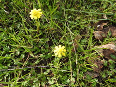 Blennosperma nanum