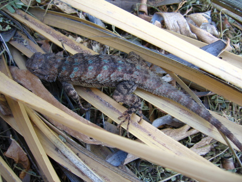 Sceloporus clarkii