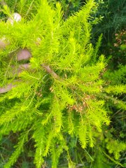 Erica lusitanica