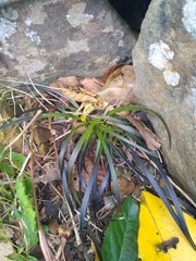 Ophiopogon planiscapus