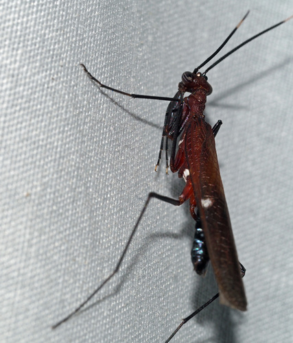 Nesoxypilus albomaculatus observed 2023-07-13