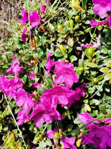 Rhododendron kotschyi, photograph 1